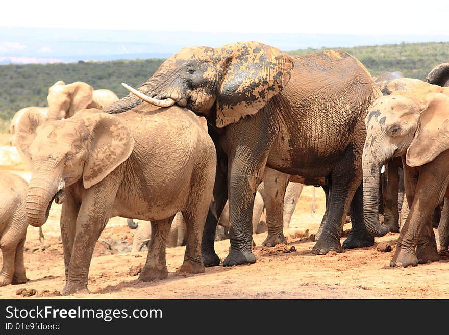 A group of very social elephants