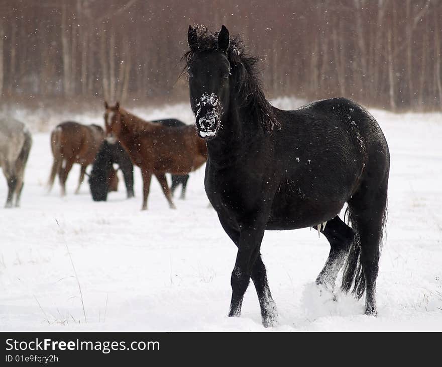 Horse in snowfall