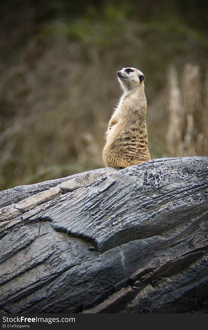 Meerkat Keeps Watch