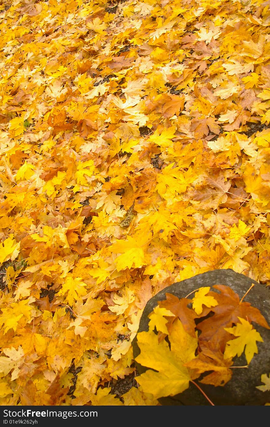 Colorful autumn leaves resting on a stone and covering the ground. Colorful autumn leaves resting on a stone and covering the ground.