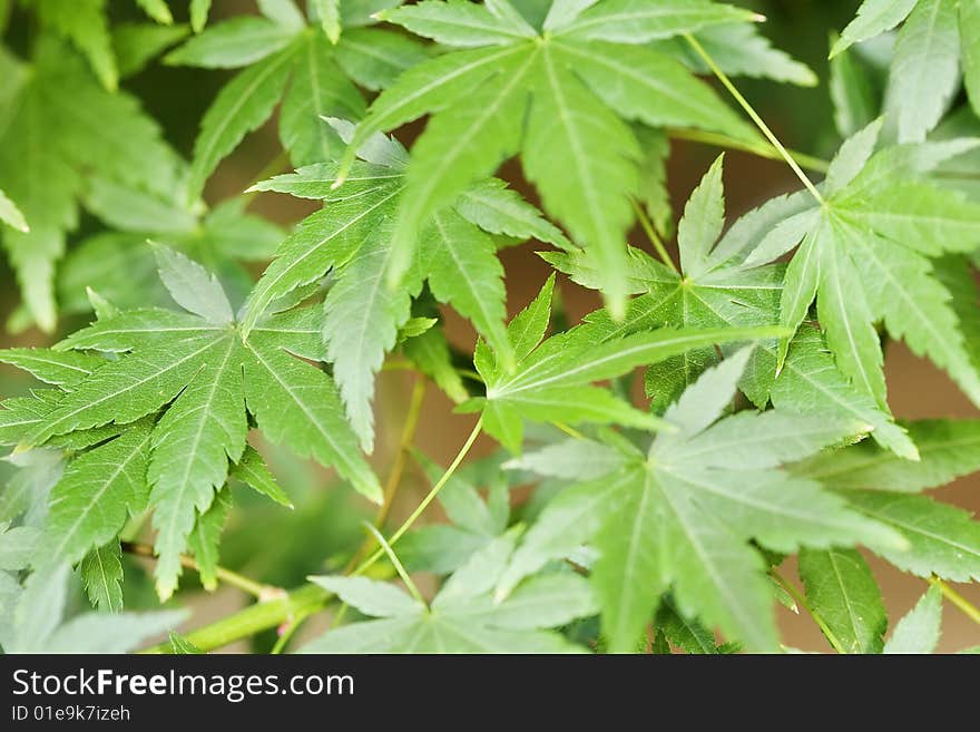 Green leaves showing detail and texture of foliage.