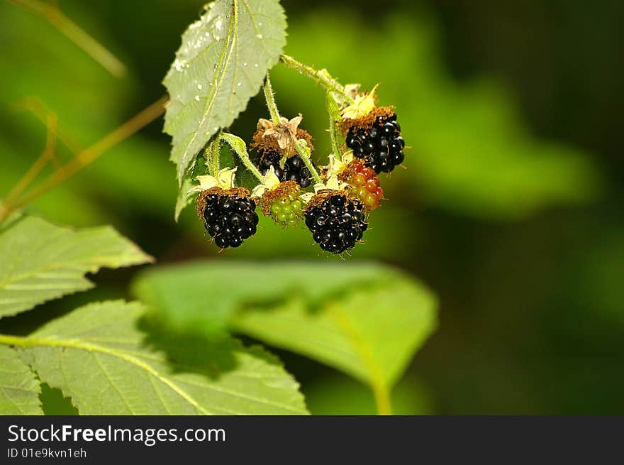 Wild Blackberries