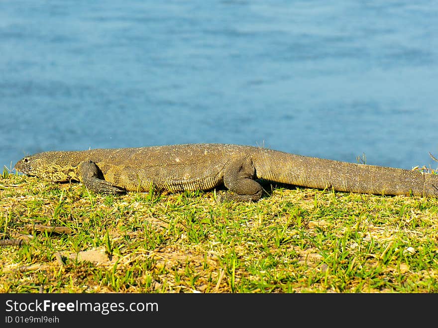 Monitor Lizzard