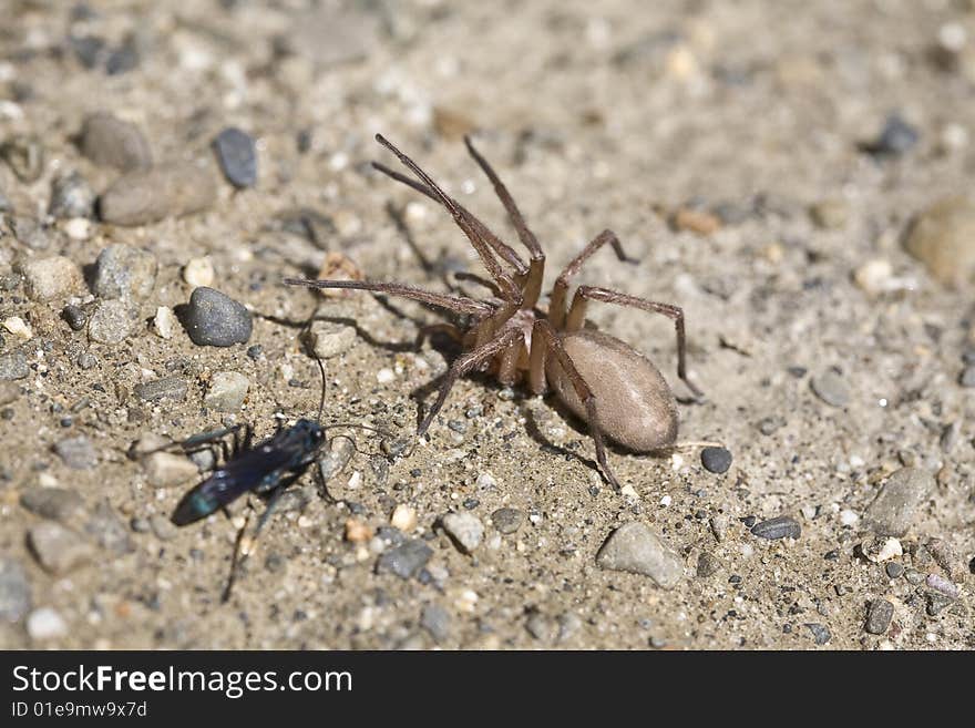 Spider and Insect - Valley of the Moon