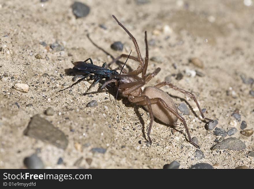 Spider and Insect - Valley of the Moon