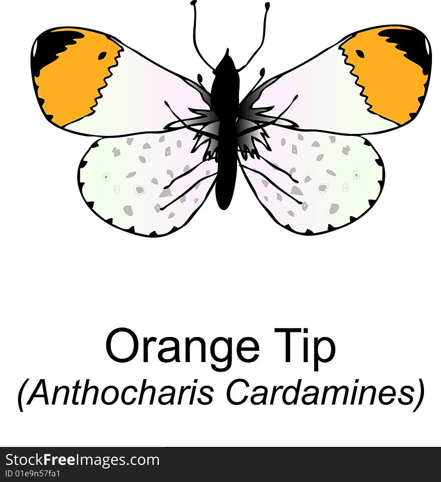 A close up ilustration of the Orange Tip. (Scientific name; Anthocharis Cardamines). A close up ilustration of the Orange Tip. (Scientific name; Anthocharis Cardamines)