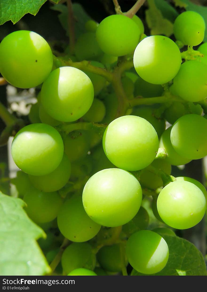 Grapes growing on a fence in downtown Toronto. Grapes growing on a fence in downtown Toronto.