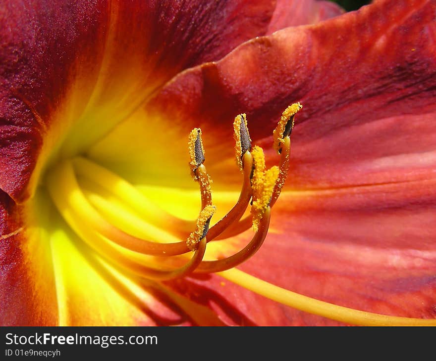 Excellent color on this red and yellow lily. Excellent color on this red and yellow lily.