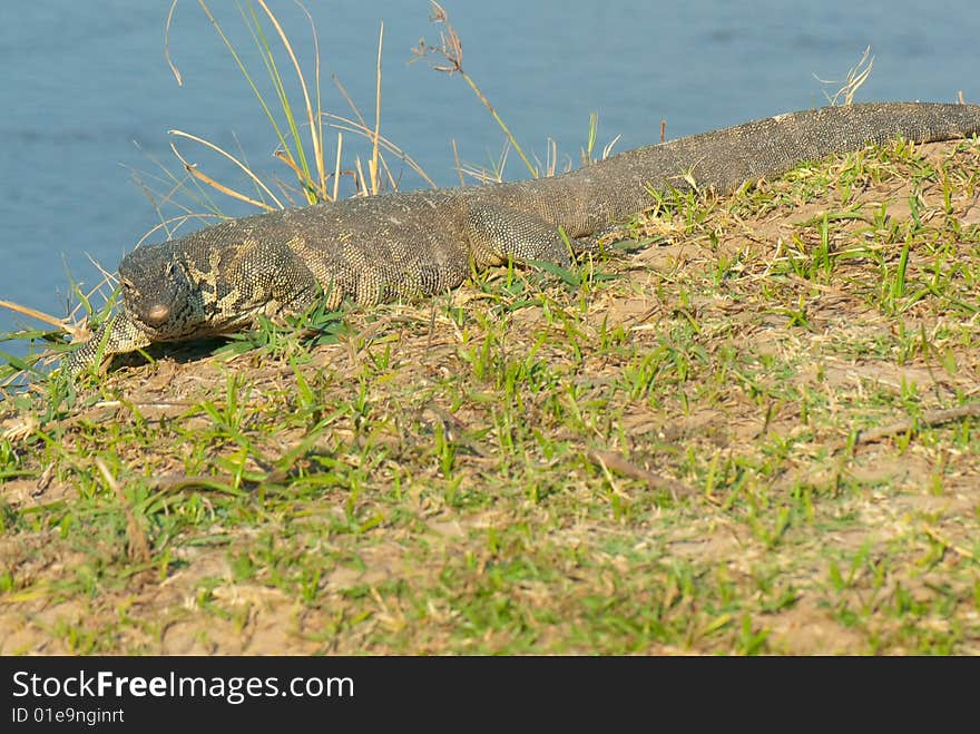 Monitor lizzard photographed in Africa