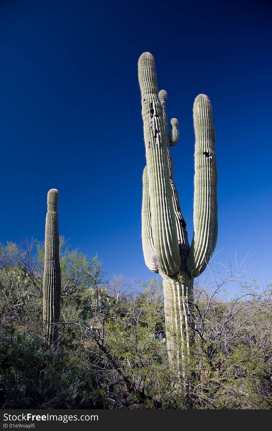 Cactus in Southern Arizona