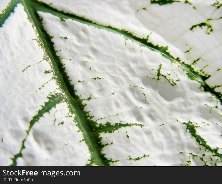 White Caladium