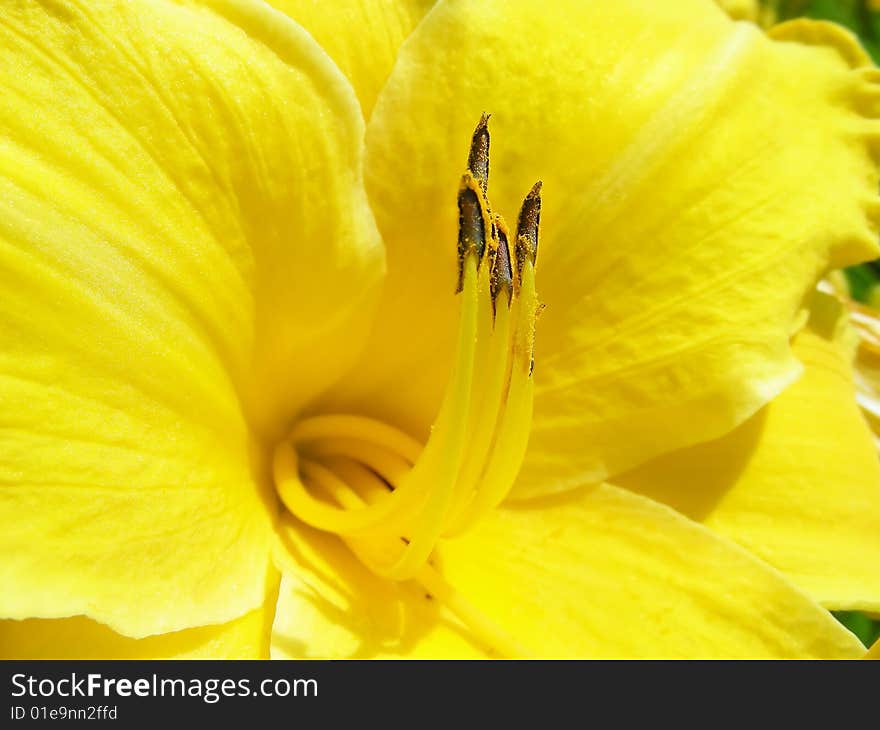 Yellow Lily