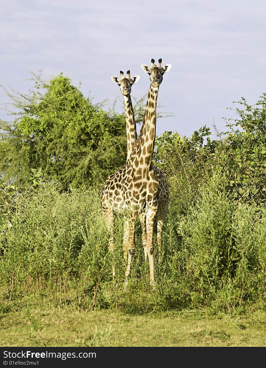 Two headed Giraffe