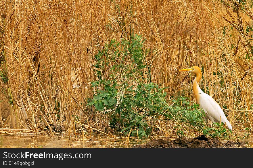 White cattle egret