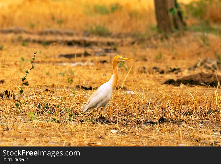 Common cattle egret looking great in outdoors.