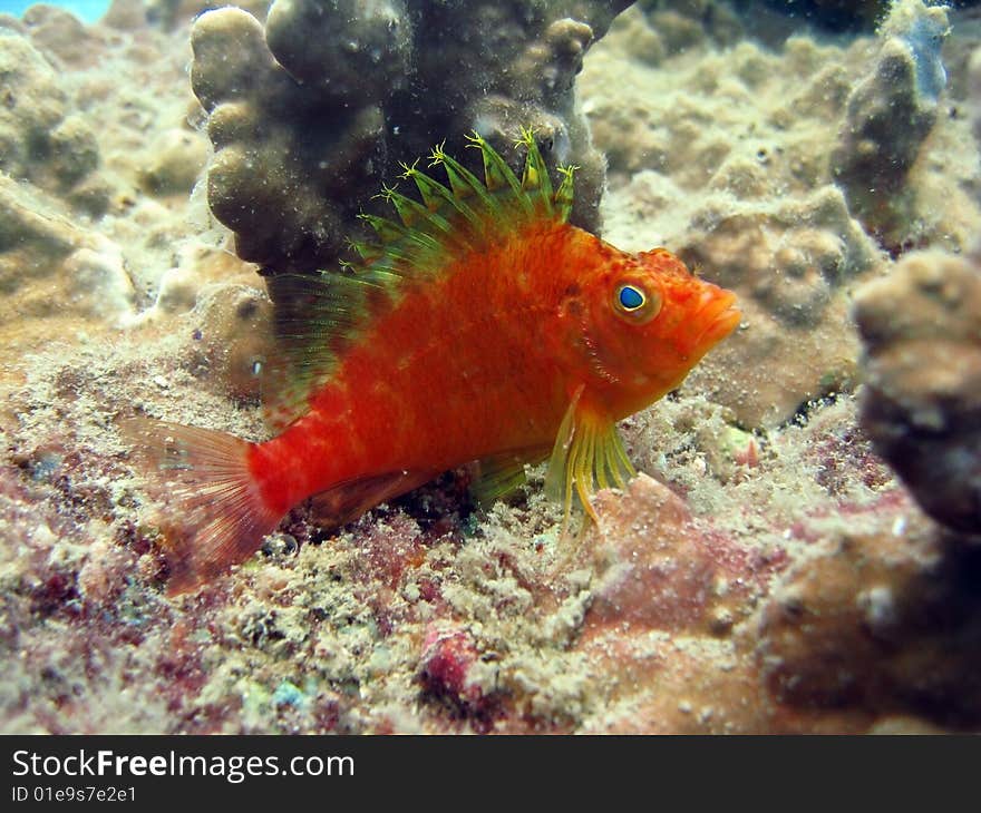 Close up of Hawk Fish looking in a camera