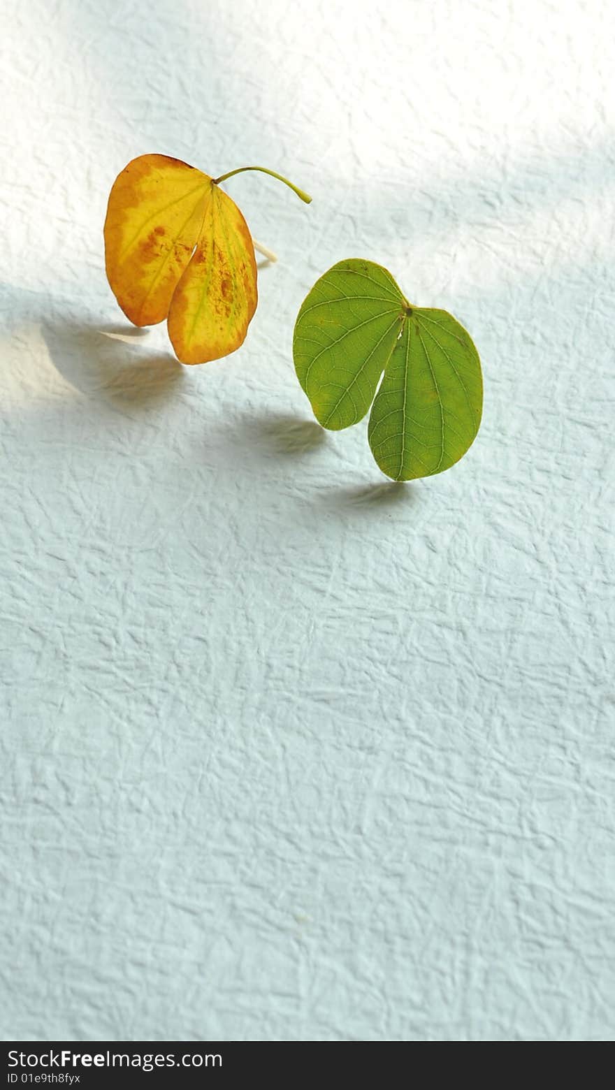 White background of the two small leaves