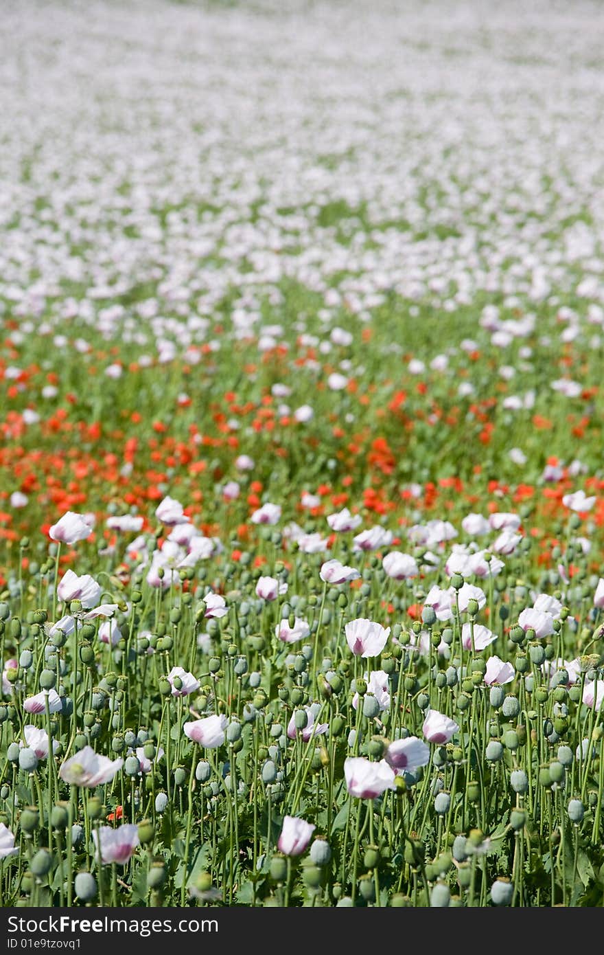 Poppy field