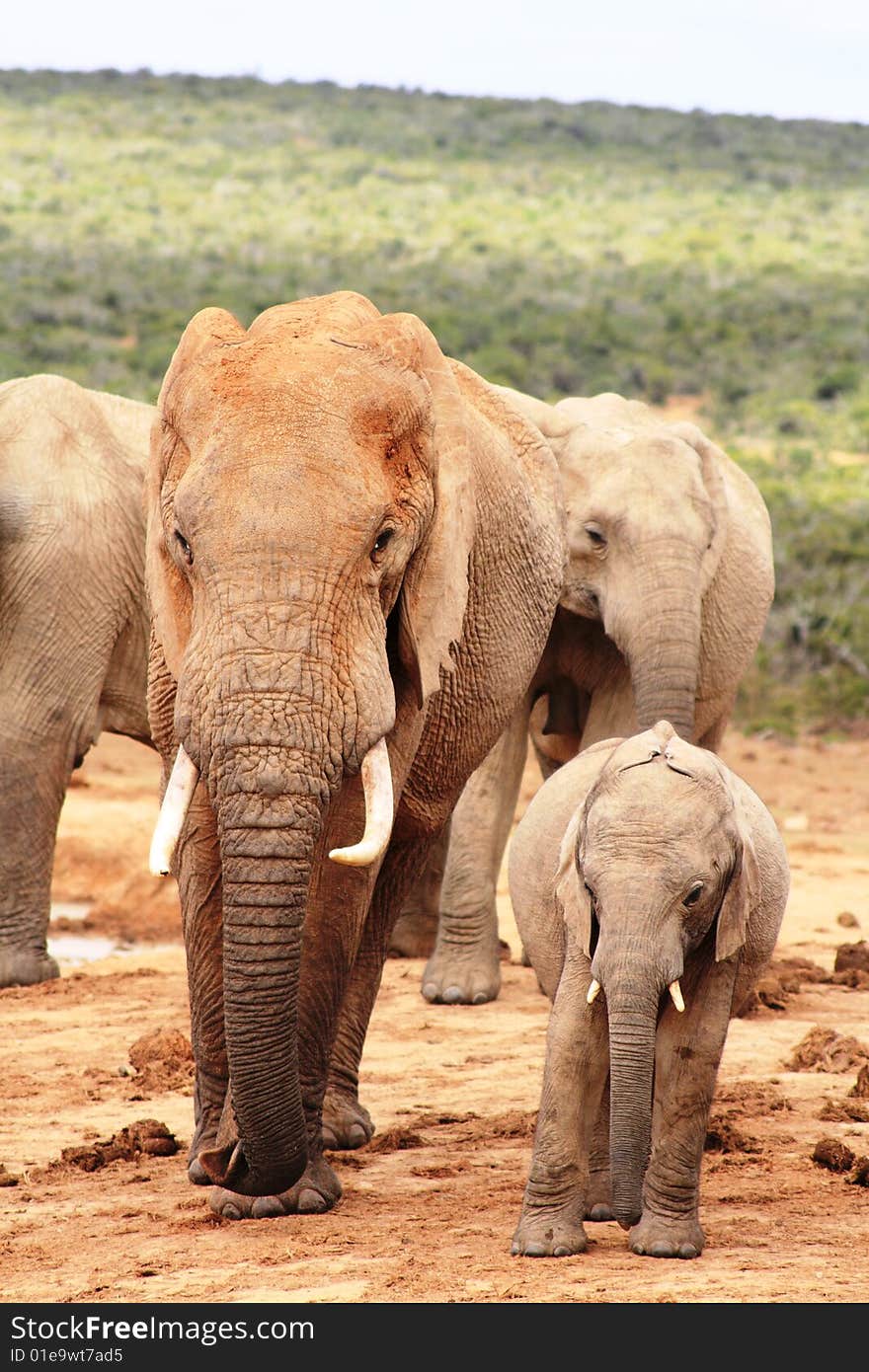 A large male bull elephant and a young calf elephant. A large male bull elephant and a young calf elephant