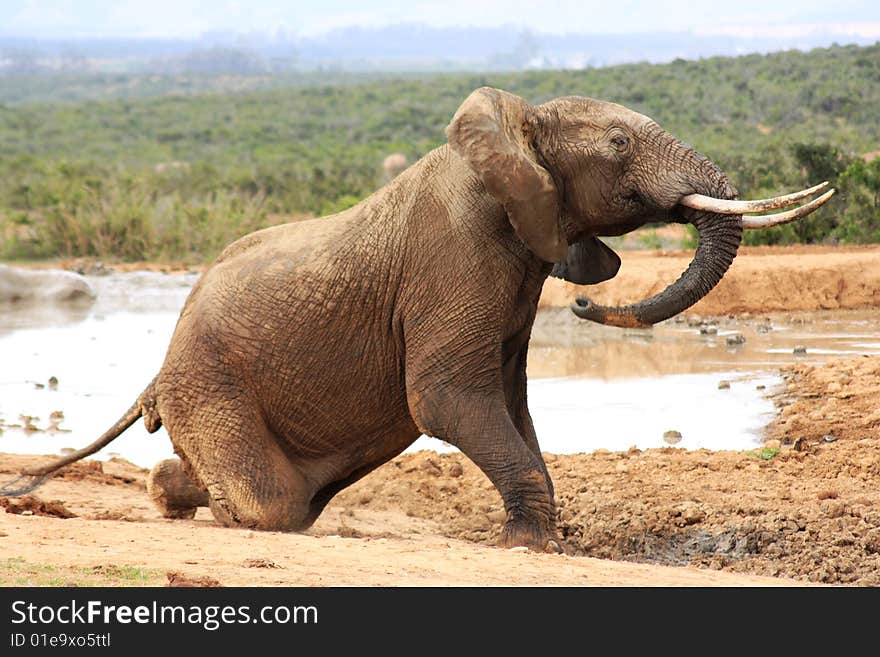 A elephant getting up after a quick role in the mud