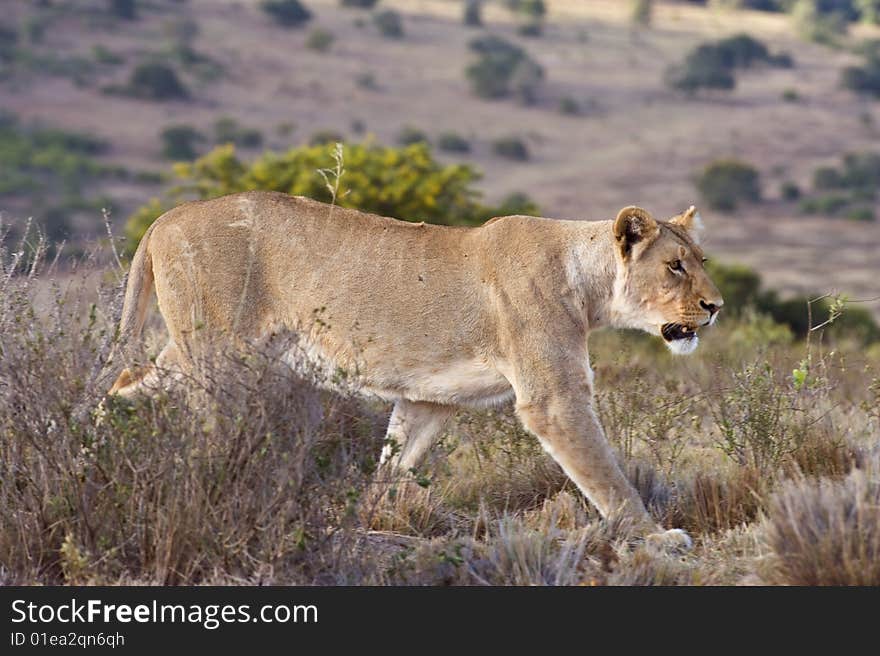 A lioness comes in close to the vehicle. A lioness comes in close to the vehicle