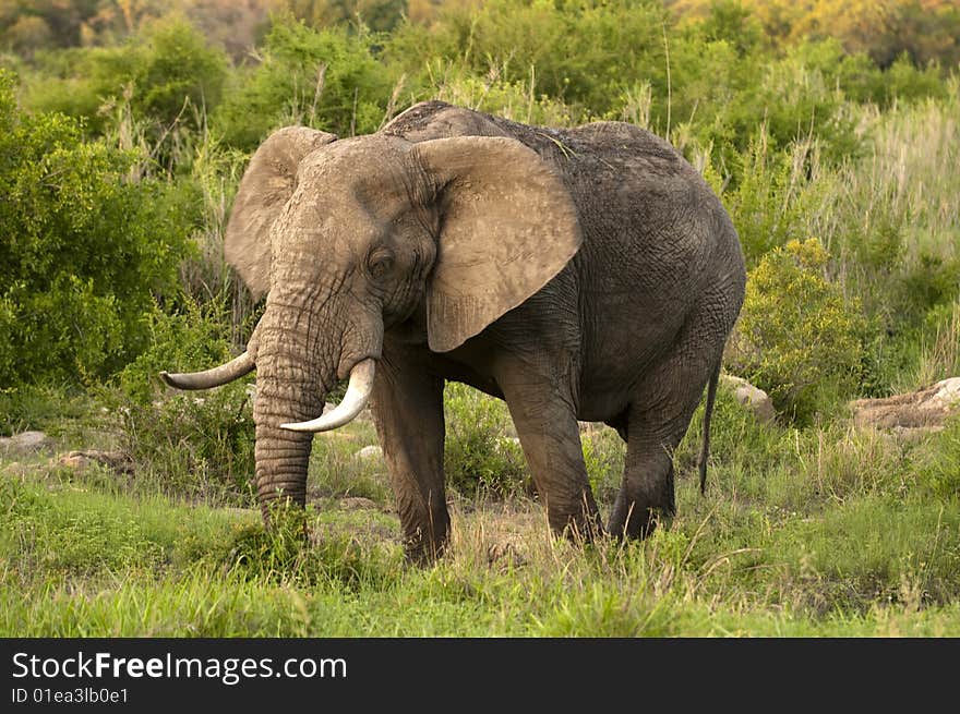 Male elephant in Kruger National park