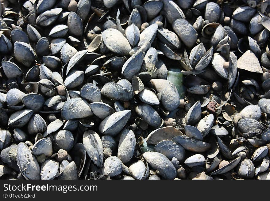 Empty seashells on the beach