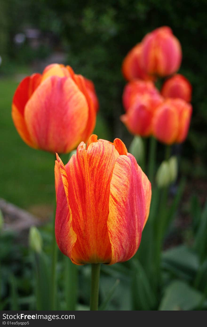 Red tulips in a garden, spring flowers