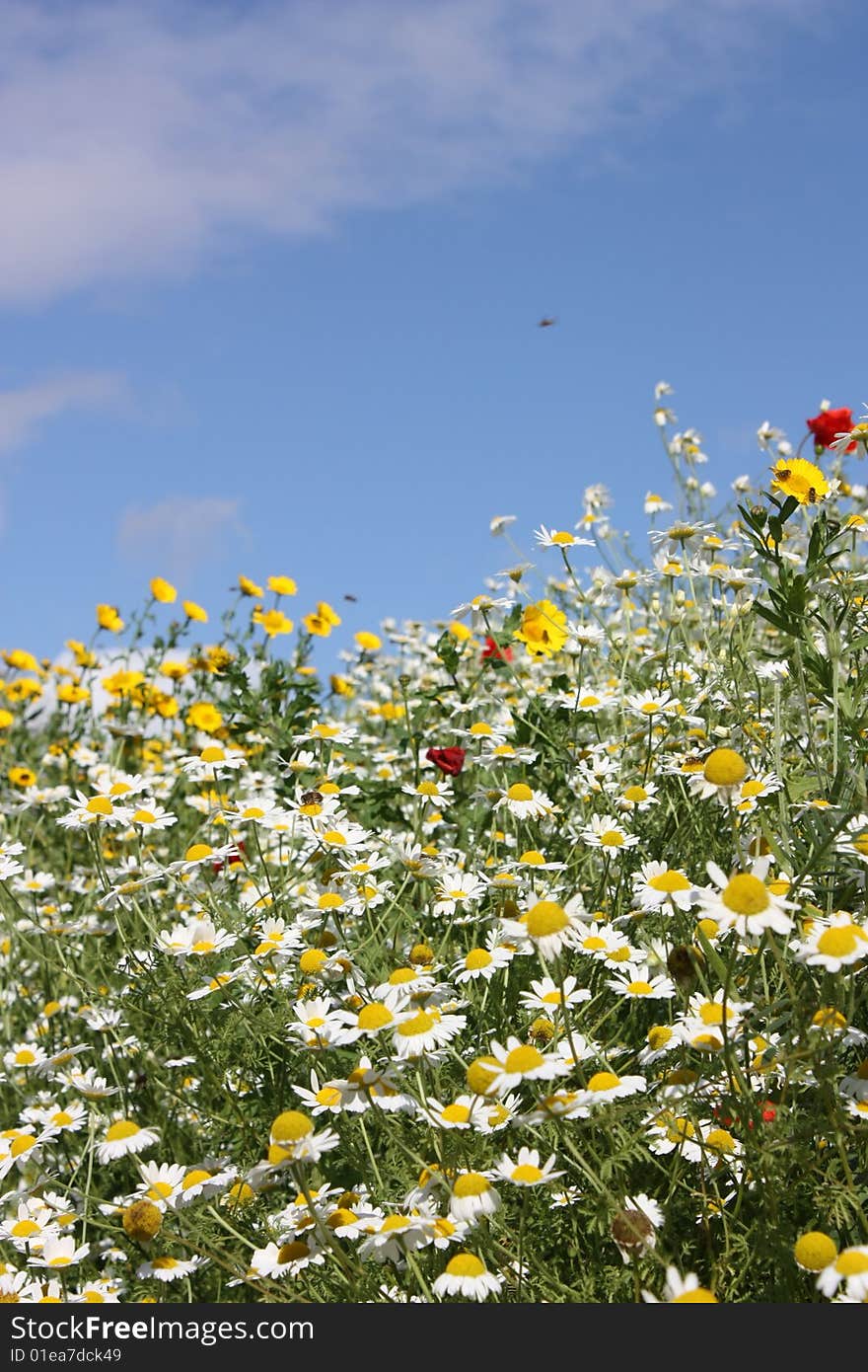 Flower Field