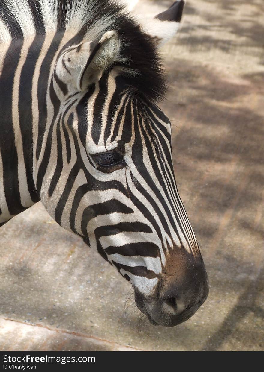 Zebra Close Up