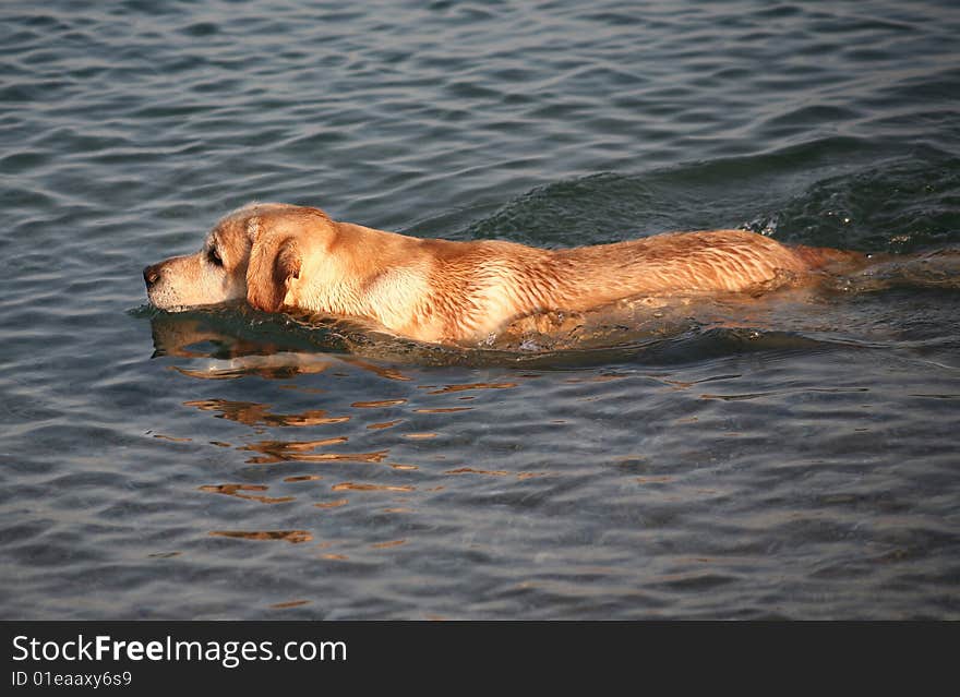 Pale-yellow Labrador a retriever floating in the sea. Pale-yellow Labrador a retriever floating in the sea.