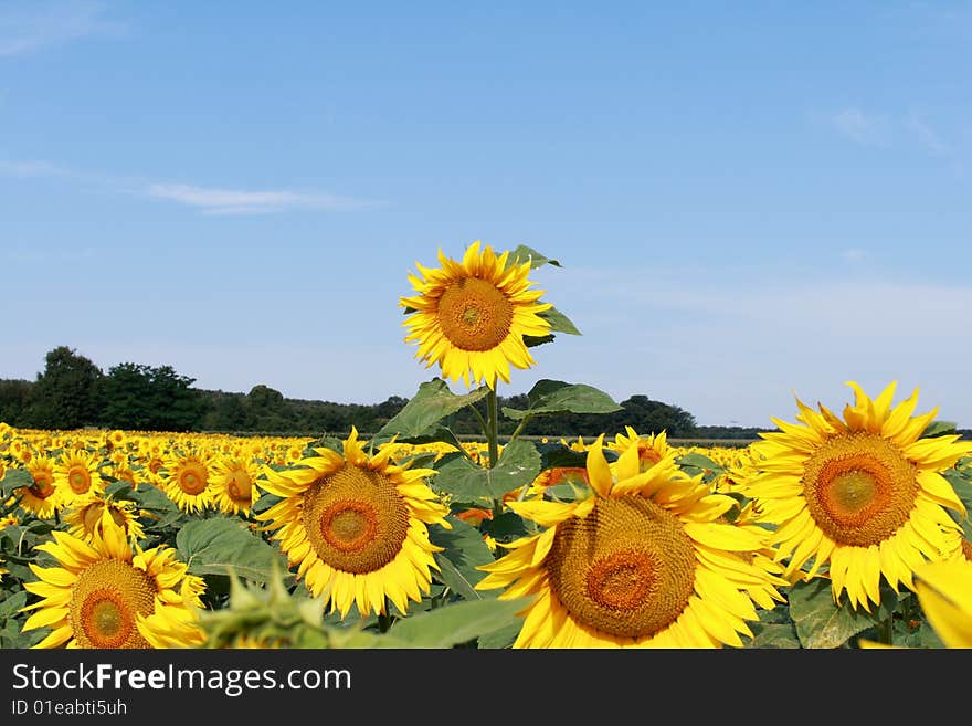 Sunflower board.