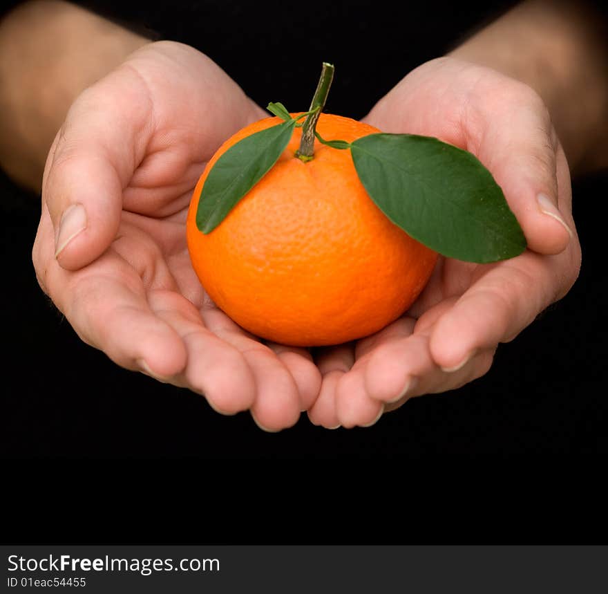 Hands holding tangerine with leaves