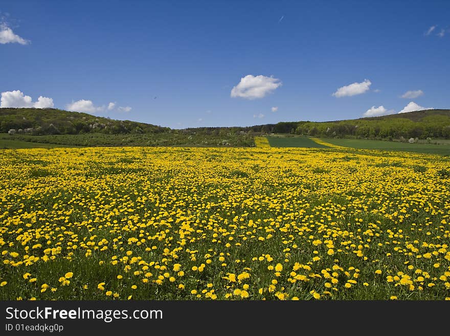 Flowery field.