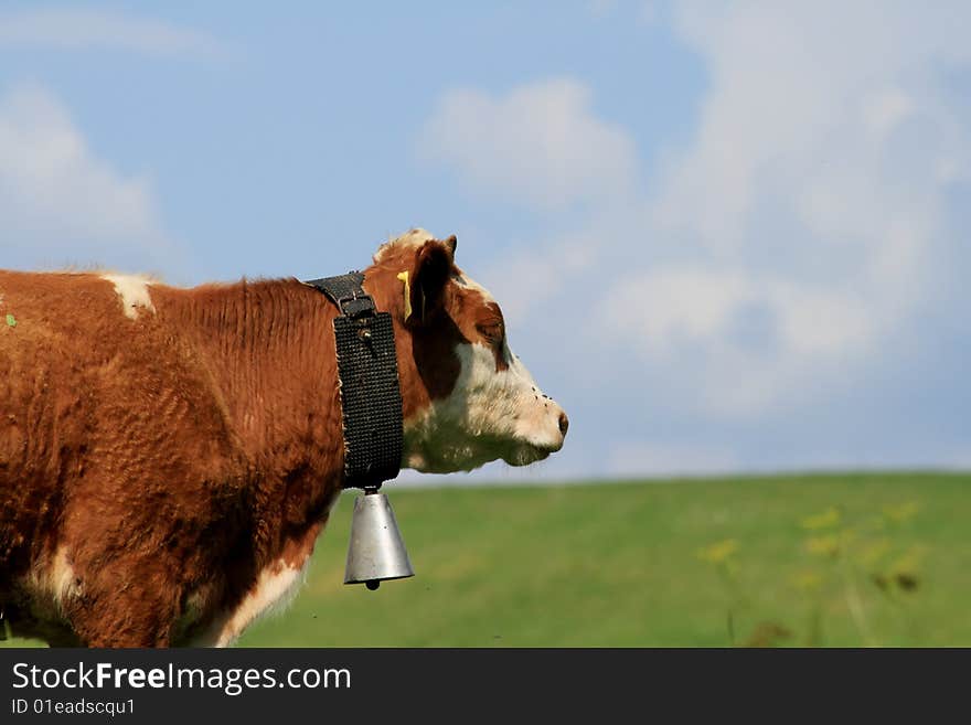 He is a cow enquiring on pasture. He is a cow enquiring on pasture.