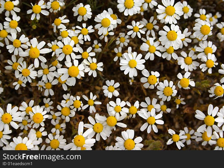 Group of white chamomile flowers. Group of white chamomile flowers