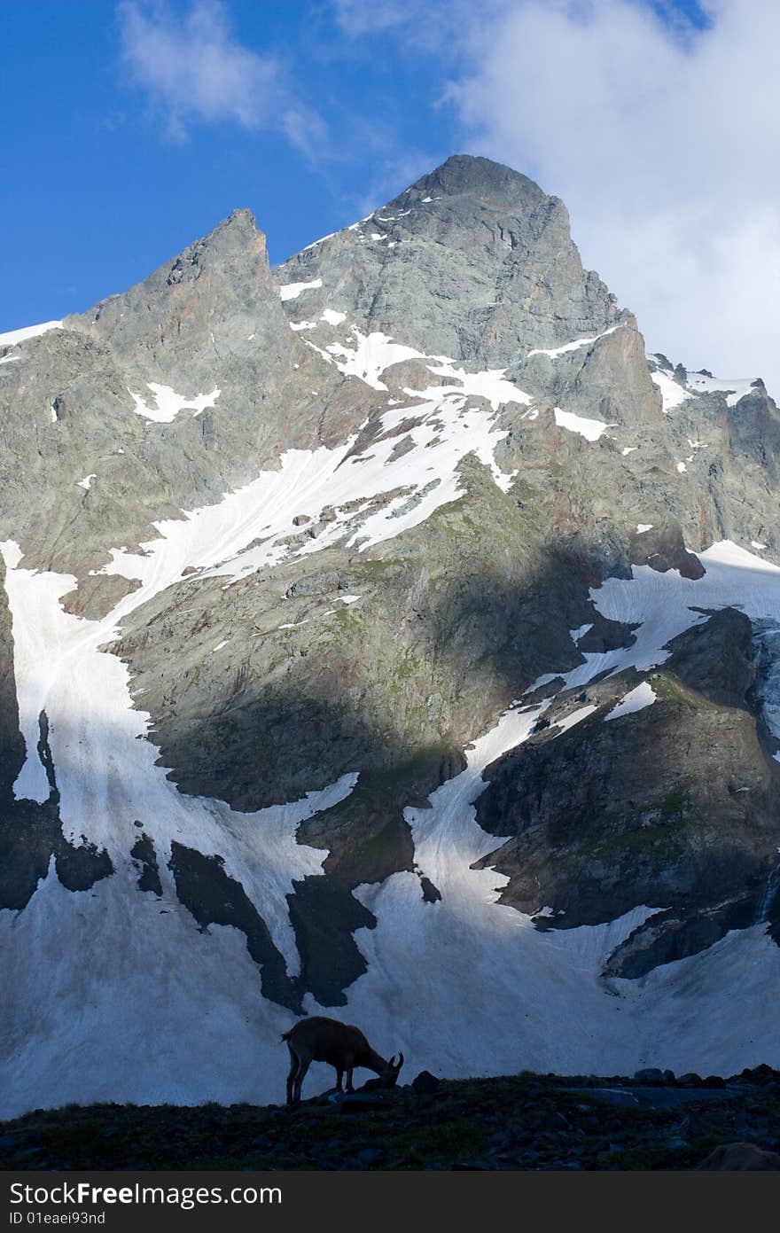 Caucasian Goat In Mountains