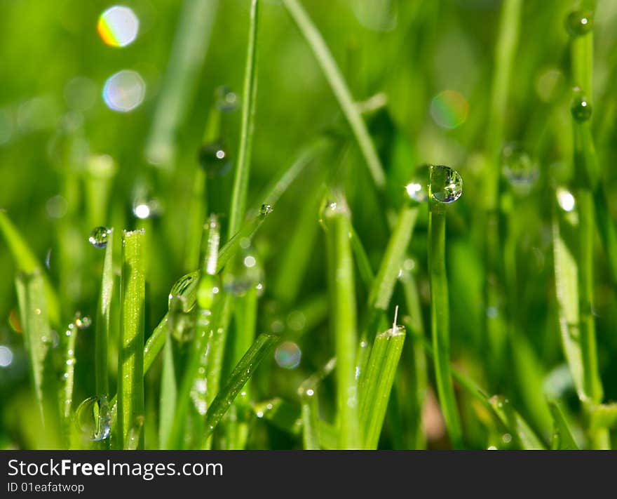 Morning Dew Drops