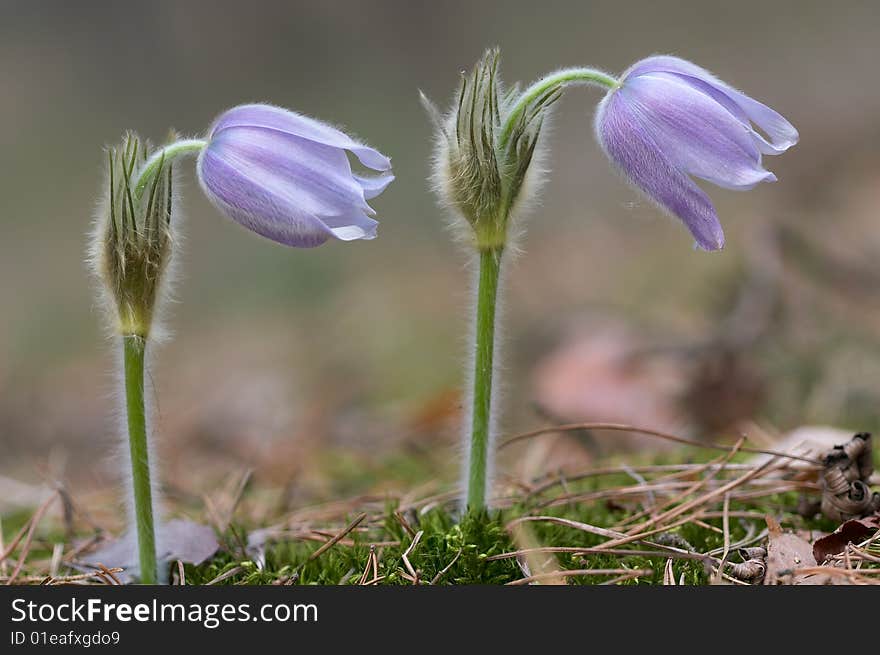 Two pasque flower