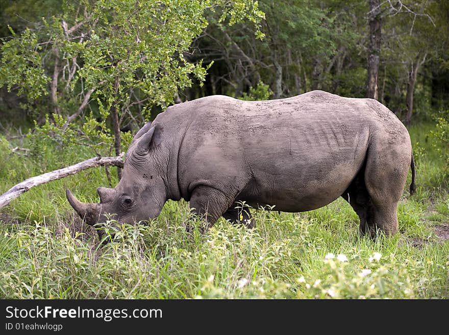 Rhino In Kruger Park