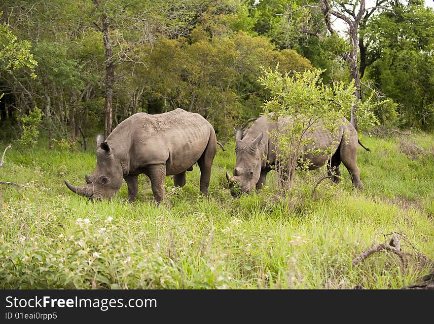 Rhino in Kruger Park