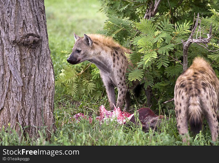 Hungry hyena eating dead animal