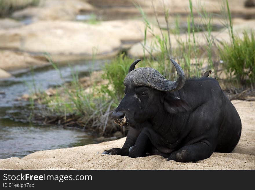 Buffalo bull in Kruger park