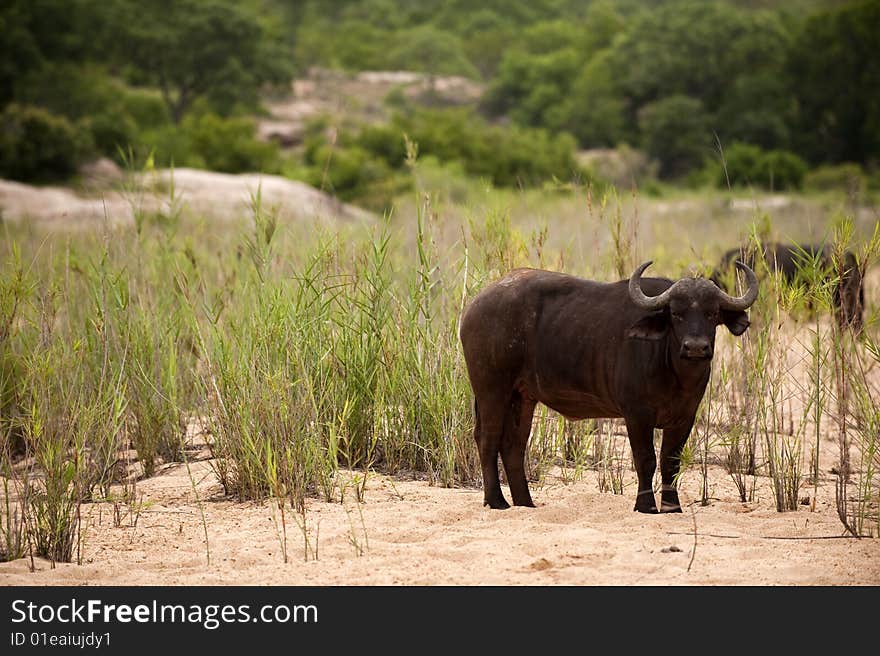 Buffalo bull in Kruger park