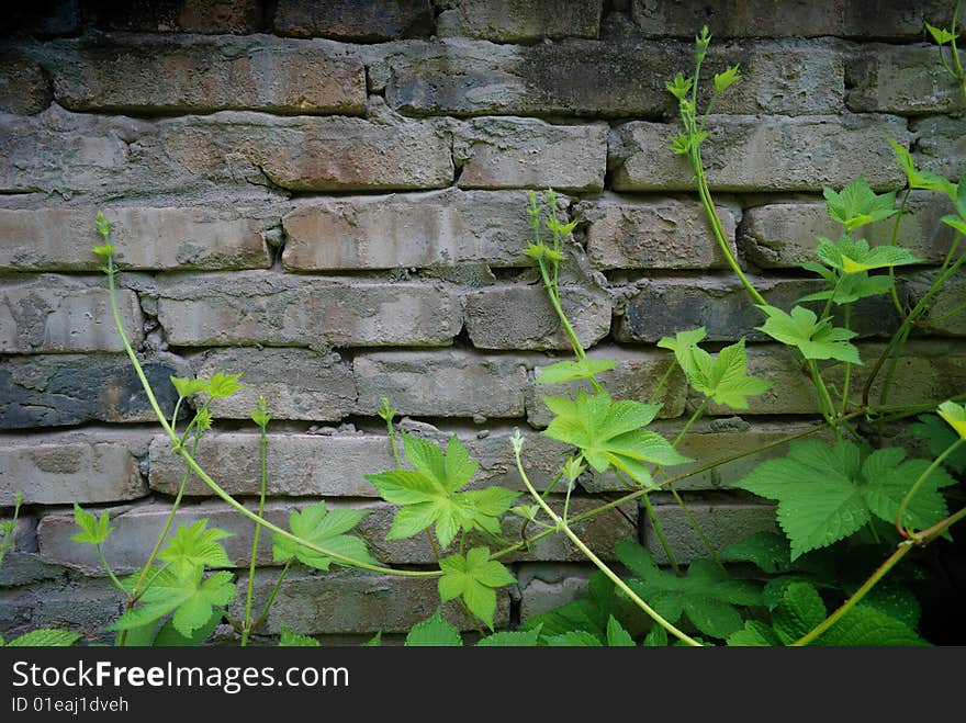 Green plants nearby brick wall