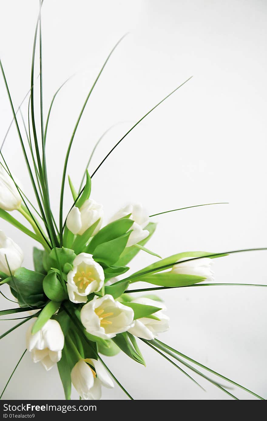 White tulips in close up isolated. White tulips in close up isolated