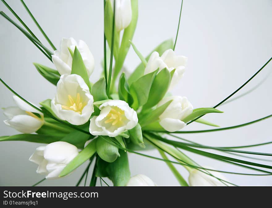 Nice white tulips in close up isolated. Nice white tulips in close up isolated