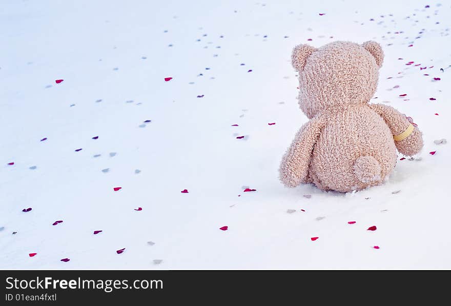 Bear  on snow