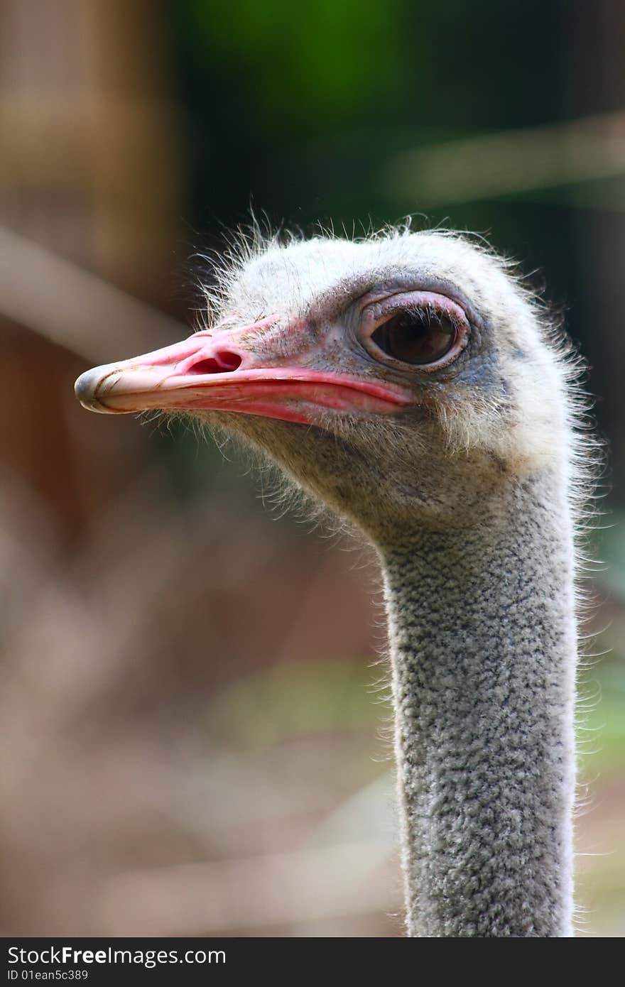 Ostrich (Struthio camelus)