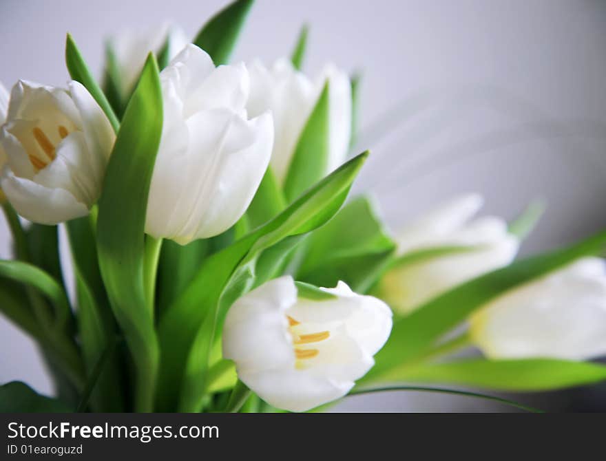 Nice white tulips in close up